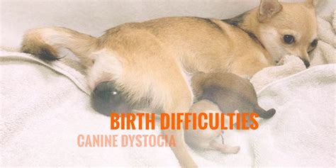  Dystocia is the term used by vets to show that there are difficulties in giving birth