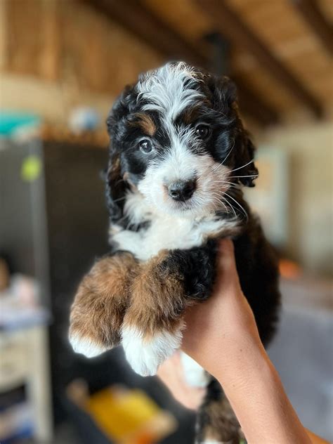  Each Bernedoodle is unique and different