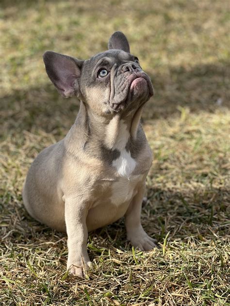  Each French Bulldog for sale San Antonio is waiting to find their forever family