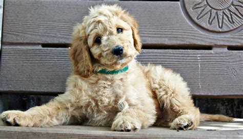  Each of our breeds offer a unique temperament to help you choose the puppy that will thrive in your environment! Whether you have young children in the house