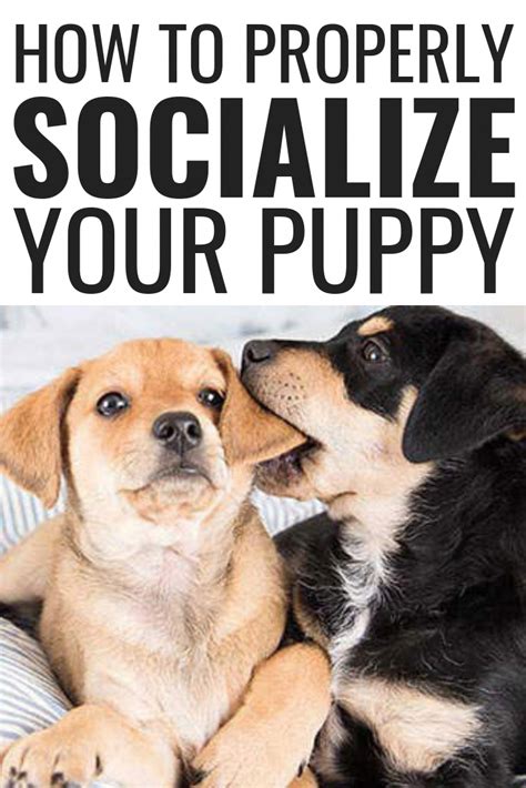  Each puppy is properly socialized and cared for before adoption