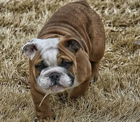  Each website provides a list of currently available miniature English bulldogs