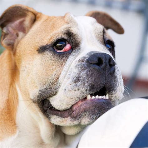  Early cherry eye in dogs is fairly easy to spot, Vygantas says