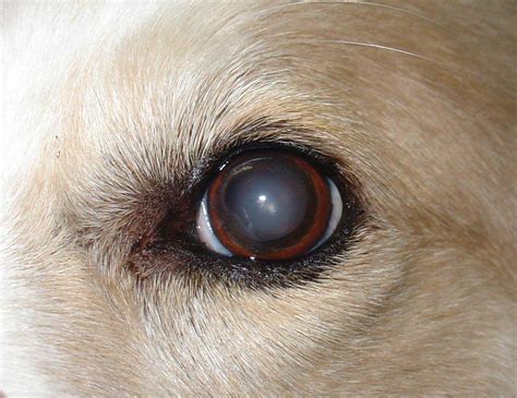  Early in the disease, affected dogs become night-blind; they lose sight during the day as the disease progresses