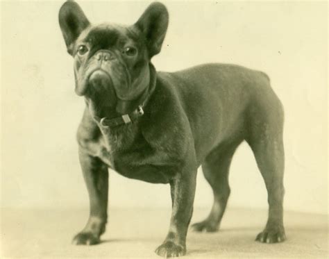  Early photographs of French Bulldogs dating back to the 19th and early 20th centuries show the breed in a variety of coat colors and patterns