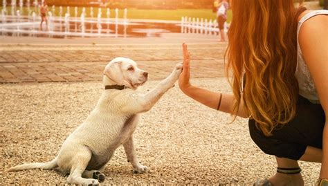  Early socialization and training establishes those lifetime bonds between the family and puppy as these programs teach you how to communicate with your new puppy and get started on the right foot