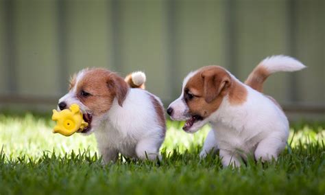  Early socialization will hone the puppy and help in becoming mature