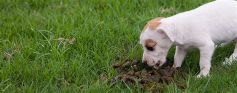  Eating poop can also occur in dogs that are nervous, frightened, or under the influence of stress