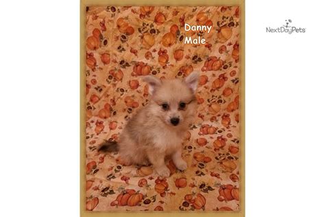  Edrick is a CKC registered male Pomimo puppy for sale