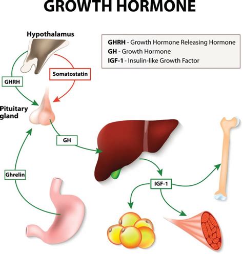  Effect of growth hormone hGH replacement therapy on physical work capacity and cardiac and pulmonary function in patients with hGH deficiency acquired in adulthood