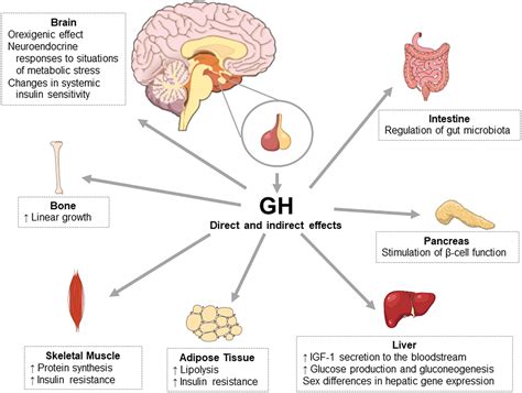  Effects of growth hormone on glucose metabolism