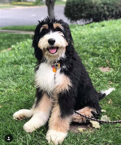 Either way, I hope this post is helpful for you! Penny is our 9 month old F1 Bernedoodle