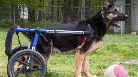  Elbow and hip dysplasia and degenerative myelopathy are the two main tests to look for when adopting a GSD puppy