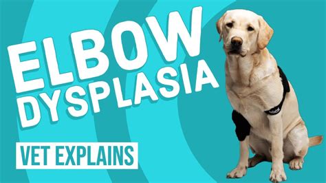  Elbow dysplasia front leg limping : This is very common in French Bulldogs and happens due to bone abnormalities in the elbow joints on the front legs