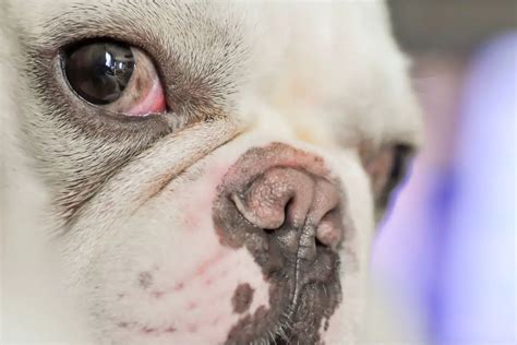  Elderly dogs or ones with current health issues, including diabetes or high blood pressure french bulldog eye allergies What Causes Your French Bulldog To Have Red Eyes? Among the most likely reasons for bloodshot and irritated eyes in your Frenchie include the following: Allergies Eye allergies can cause your Frenchies eyes to become painful, swollen, and red