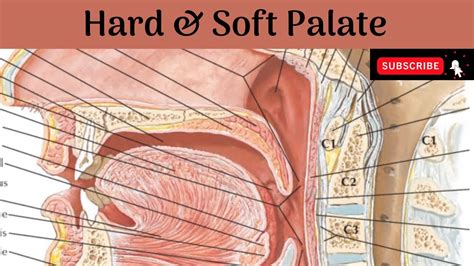  Elongated Soft Palate: The soft palate is the extension of the roof of the mouth