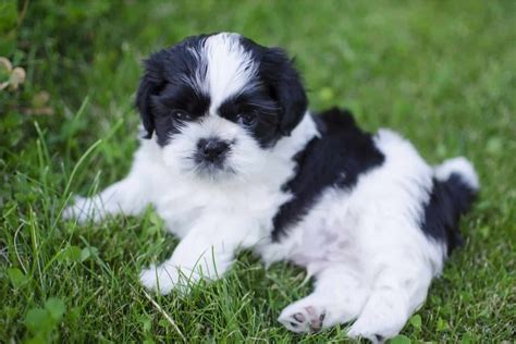  Elvis is a 10 year old black and white Shih Tzu mix