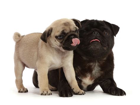  Email or phone: Password: Forgot account? Black and fawn Pug puppies with all Documents