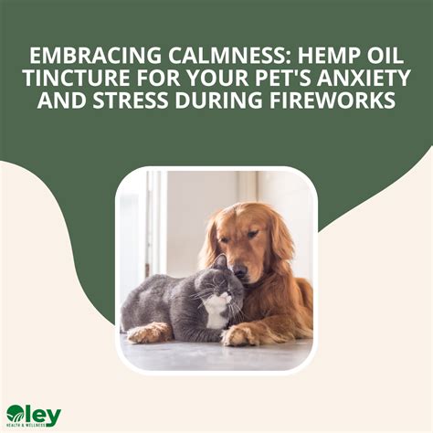  Embrace the transformative power of hemp and prioritize your dog