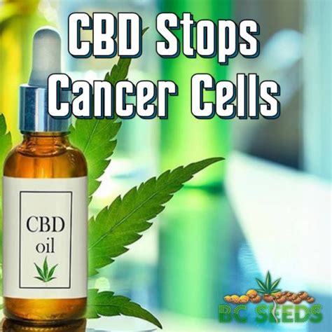  Encouragingly, they found that CBD stopped cancer cells from spreading, as well as having an overall cytotoxic effect brought about by both apoptosis and autophagy the clearing out of damaged cell parts