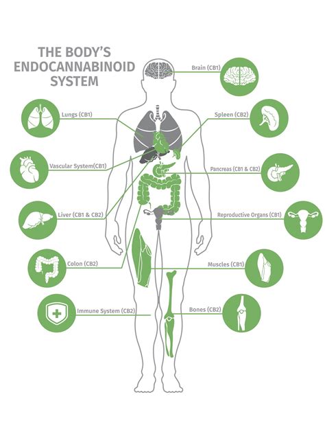  Endocannabinoids are found throughout the body