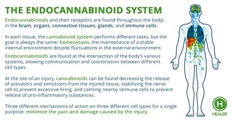  Endocannabinoids are synthesized on demand by the body to maintain homeostasis — a stable internal environment