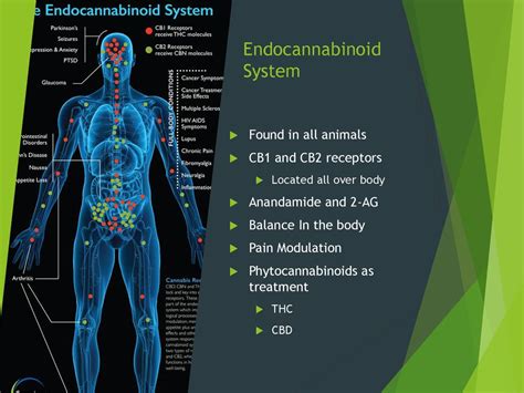  Endocannabinoids seem to play an important role in regulating inflammation processes