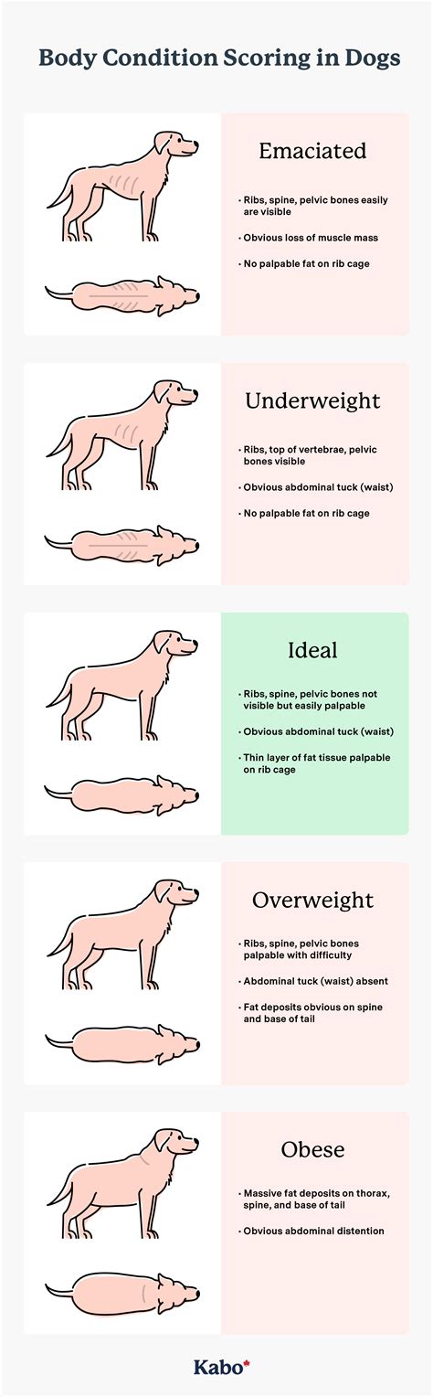  Energy Levels: Underweight dogs often exhibit low energy levels, lethargy, or other changes in behavior