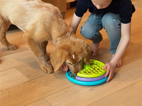  Engage in daily walks , playtime , and interactive activities such as fetch or puzzle toys
