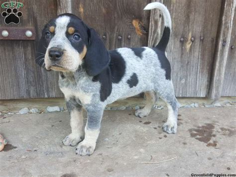  English American Coonhound puppy s for sale