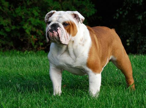  English Bulldog English Bulldogs are also large dogs reaching an average weight of seventy-five pounds when fully grown