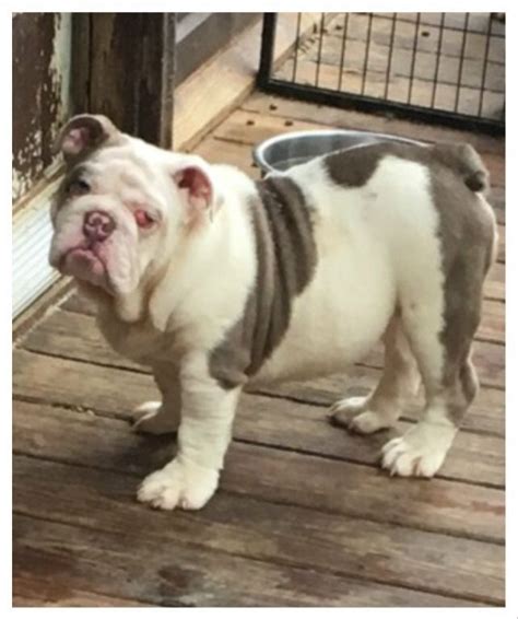  English Bulldog For Sale in Chattanooga 