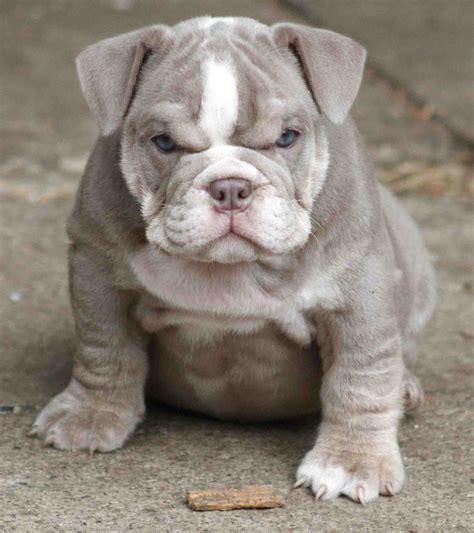  English Bulldog For Sale in Cleveland 
