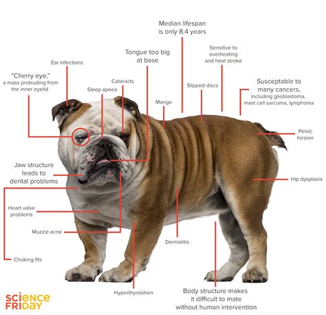  English Bulldog Health Issues English Bulldogs have some unique features that have made them into the popular and identifiable breed they are today, but many of those characteristics come with potential health risks
