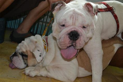  English Bulldog Litters Bulldogs usually give birth to three or four puppies in a litter
