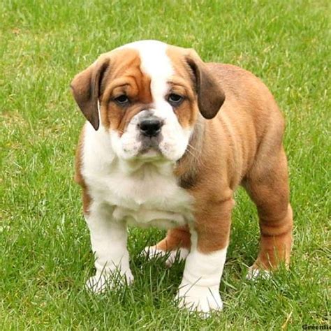  English Bulldog Mix puppies for sale! These lovable English Bulldog Mix puppies are a cross between an English Bulldog and another dog breed