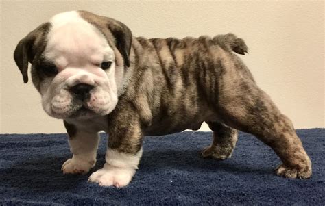  English Bulldog Puppies family raised, healthy with amazing temperaments! Our favorite color is chocolate and tan, chocolate merle bulldogs and lilac and tan! We are located in Wisconsin Dells