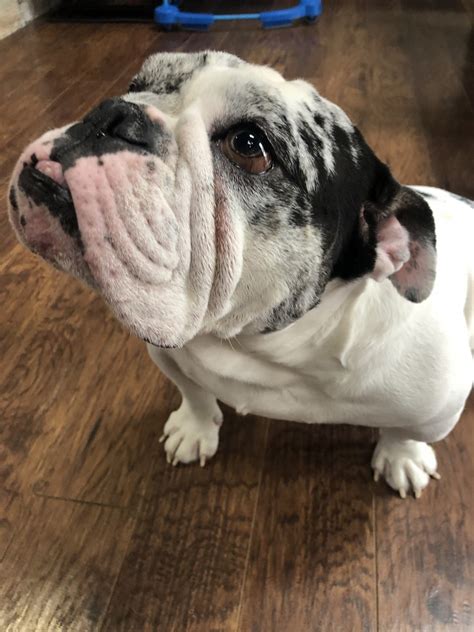  English Bulldog Puppies for Sale in Wisconsin