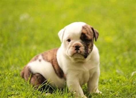  English Bulldog Puppies for Sale near Massachusetts