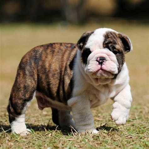  English Bulldog Puppies up for adoption