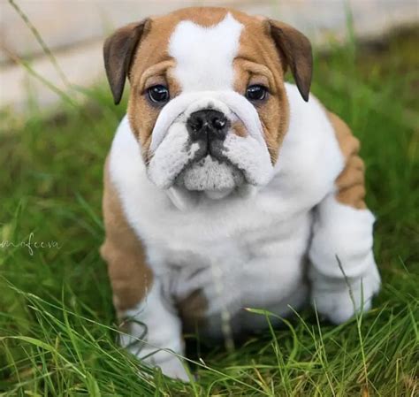  English Bulldog Puppy stock photos are available in a …