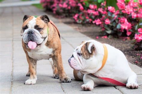  English Bulldog Rescue Dogs for Adoption