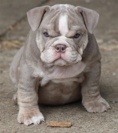  English Bulldog You will find and recent pics