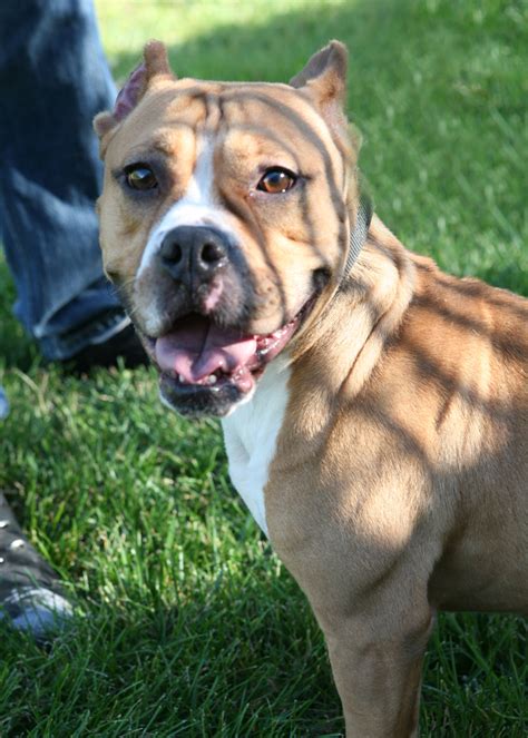  English Bulldog and Pitbull mixes are known to be sociable and sweet-natured, particularly towards their family members