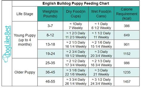  English Bulldog feeding chart and guide Below you can see an English Bulldog feeding chart which gives you a great overview of how many cups of food you should feed an English Bulldog puppy or adult