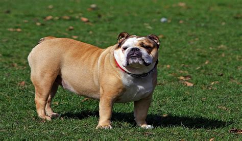  English Bulldog personality The English bulldog has a sweet, gentle disposition