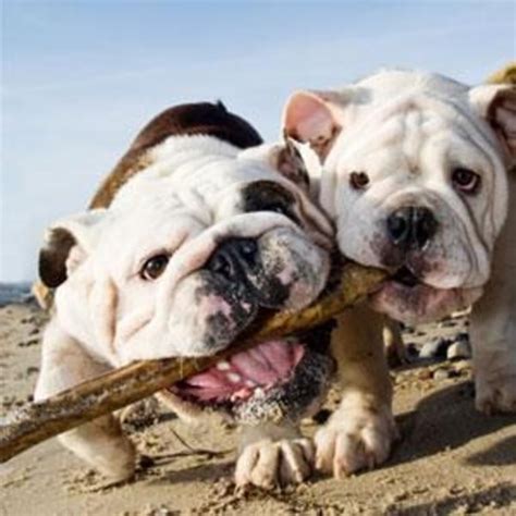 English Bulldog puppies and dogs in Gulf Shores, Alabama