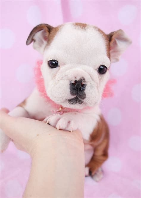  English Bulldog puppies and dogs in South Miami, Florida