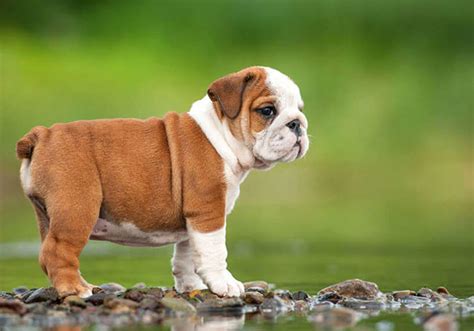  English Bulldog puppies are incredibly loyal and devoted companions