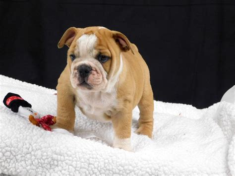  English Bulldog puppies for sale in Miami are known for their adorable and distinctive wrinkled faces
